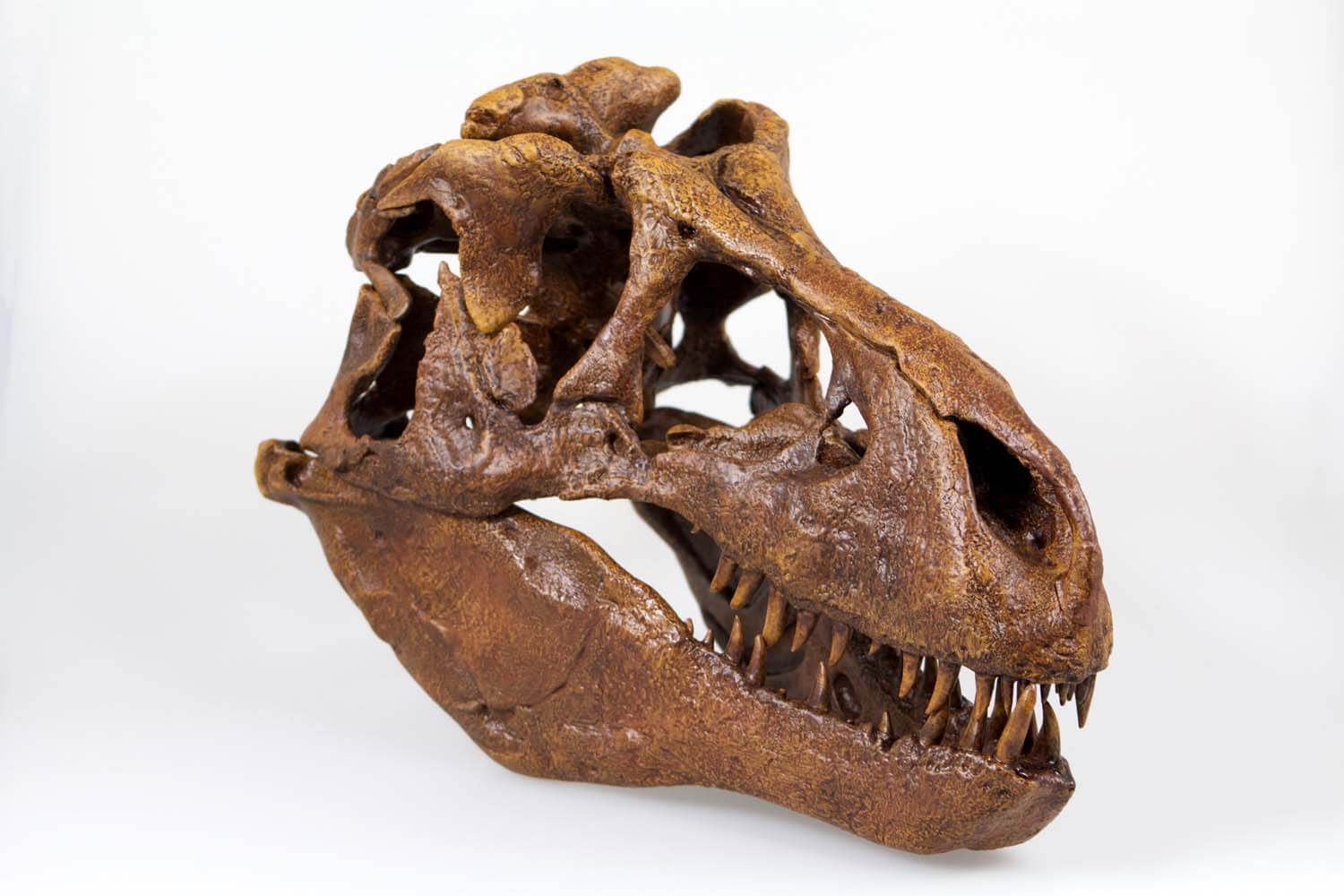 unpainted replica  MDIN70132 1/5th scale T-Rex Skull with matrix 